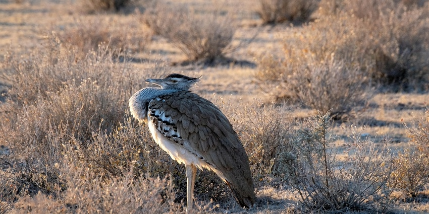 Wildlife Sanctuary in Kurnool for Bird Lovers